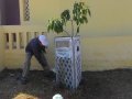 Volunteers painting tree guards